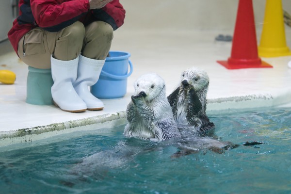 鳥羽水族館はイイゾ